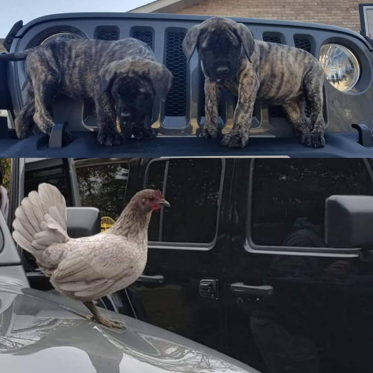 618Jeeps's tweet photo. It's Furry Friends Friday! Post up pics of your #jeep pets! Dogs, cats, chickens, goats, lizards...we 💚 them all! #jeepdogs #jeeplife #jeeperswithfur #wrangler #offroad #4x4 #jeeppets #furryfriends #rubicon #lifewithpets #jeeper #jeepgirl #jeepfamily #familyfun #wheelinwithpets https://t.co/1jK8H0wu4h