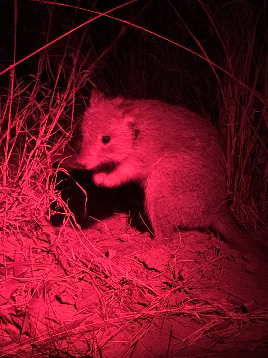 ericjnordberg's tweet photo. Nocturnal radio telemetry of Rufus #bettongs on the #WambianaGrazingTrial with MSc student @wild_tash. Looking at digging behaviour, nest site selection, and movement patterns of these cute little #pigrats https://t.co/cueu1cniUd