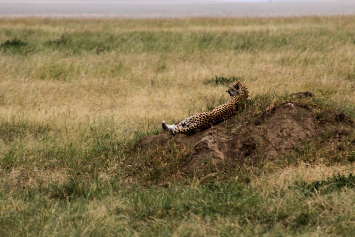 Aslanadventure's tweet photo. Did you know that the scientific name of a cheetah is an Acinonyx jubatus? https://t.co/Cp2HUyTZhP