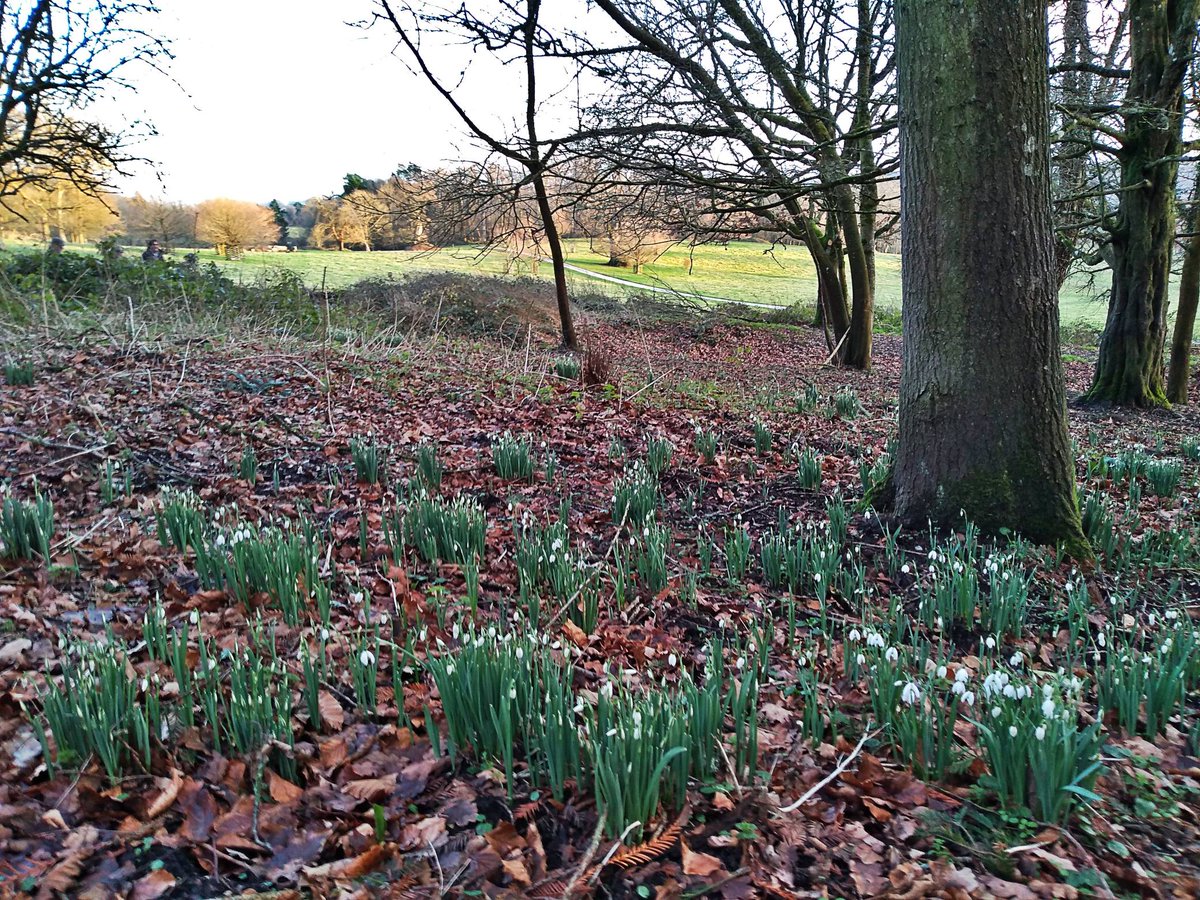 When it's not tipping down with rain, the signs of spring are out there to enjoy.
#getoutside #spring #snowdrops