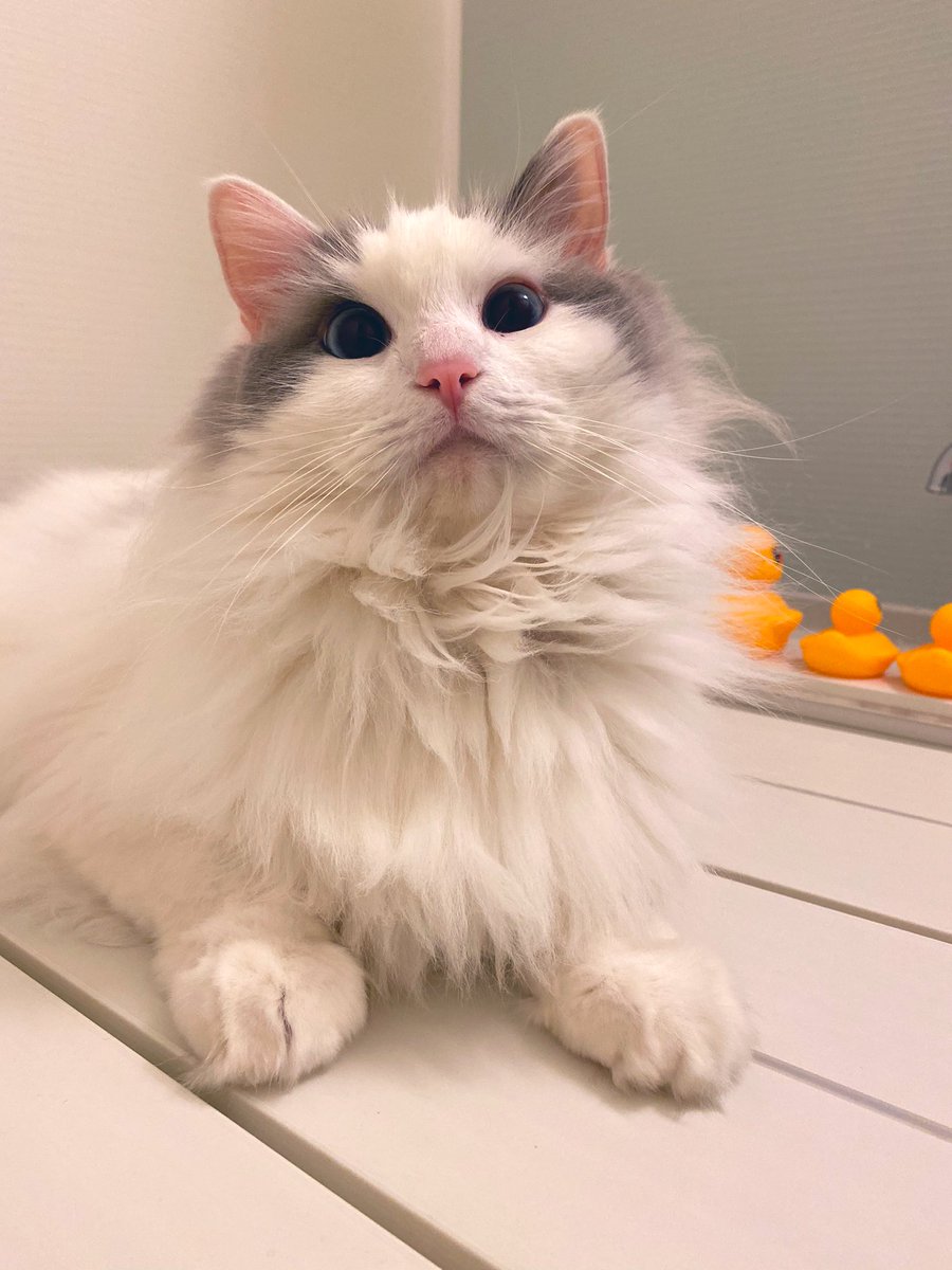 風呂ねこ 風呂ねこ