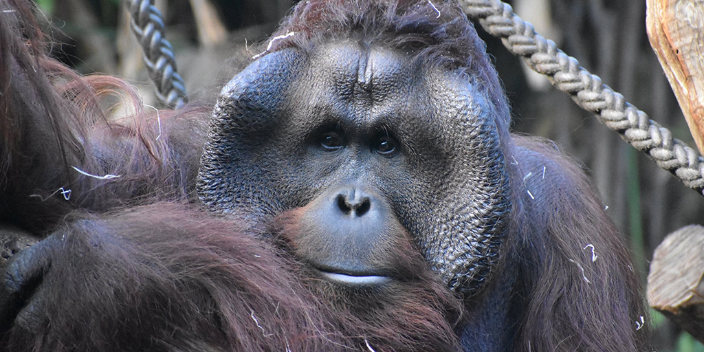 allwetterzoo's tweet photo. Orang-Utan Chef #Pongo wird heute 23 und feiert das mit seiner 6 köpfigen Familiegruppe. 50 bis 60 Jahre können die "Waldmenschen" in menschlicher Obhut erreichen. Die ZoOrangerie ist das ideale Ziel für das Wochenende: tropische Temperaturen, agilen #Orangs und verspielte #Otter https://t.co/FViy5c6MaW