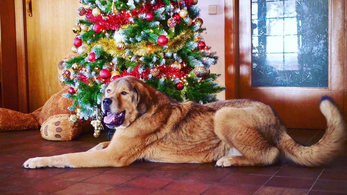 #tbt Waiting for Christmas candies like 🍭🍬🍫 instagram.com/sugar_sweetdog… #dog #candy #sweet #cute #animal #pet #cute #puppy