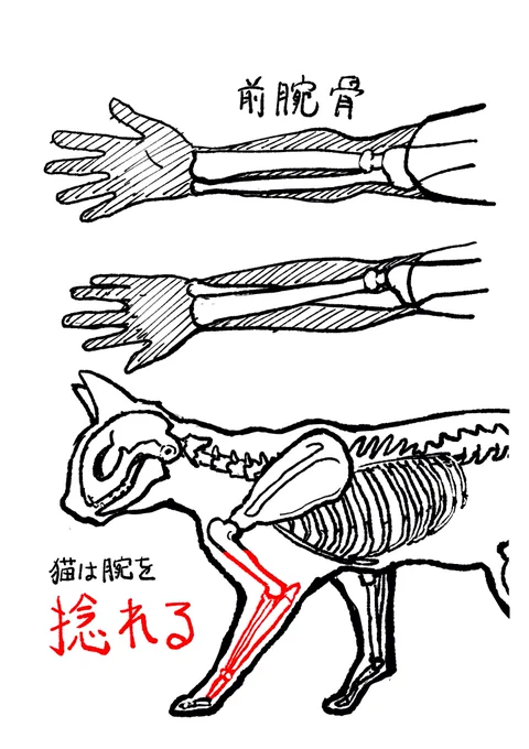 犬とは違うんです! 