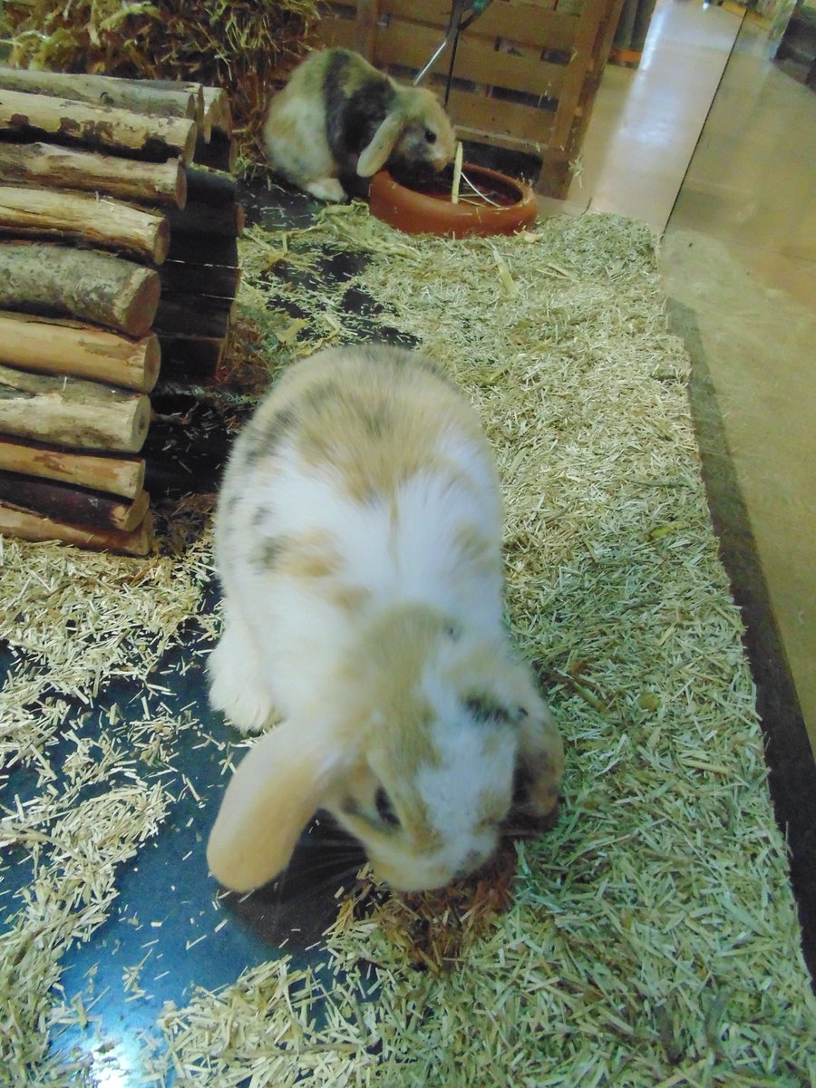 ANIMOTOPIA's tweet photo. Arrivage de lapins d'un élevage Français #lapin #rabbit #socute #animotopia #animalerie #plouigneau #bretagne #finistere #morlaix #Breizh #lapinbelier https://t.co/TOODQx6jTo