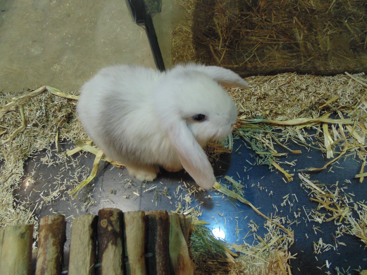ANIMOTOPIA's tweet photo. Arrivage de lapins d'un élevage Français #lapin #rabbit #socute #animotopia #animalerie #plouigneau #bretagne #finistere #morlaix #Breizh #lapinbelier https://t.co/TOODQx6jTo