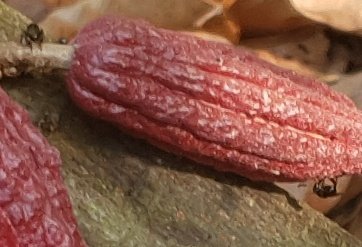MaferCioccolato's tweet photo. Las abejitas "mayas" (meliponas), el #cacao y yo, les deseamos feliz viernes!  ❤❤🤗🤗🍫🍫🥃🥃

#CacaoyChocolateDeGuate
#KnowledgePowersDevelopment https://t.co/V1stSN4XAS