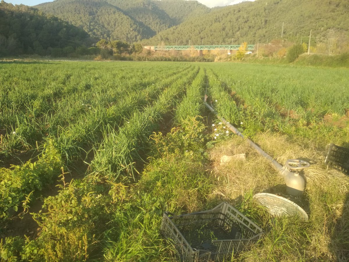 agrarialagarrig's tweet photo. Primers #calçots dels #pagesos de #lagarriga #vallèsoriental Sabeu que tenen efectes #antioxidants, #antisèptics i #antibiòtics i ens ajuden a #descongestionar el #fetge i a #netejar el #ronyó? Apart tenen un aport energètic molt baix 35 kcal. per 100g. NO hem #comptat la salsa!! https://t.co/ZQIKm4gPjf