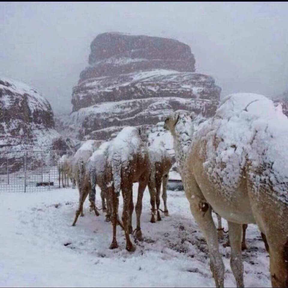 AzAlRajhi's tweet photo. Northern Part of #SaudiArabia covered in #Snow
#SaudiSnow
#SnowMan
#snowday https://t.co/tvhSWnQSTS