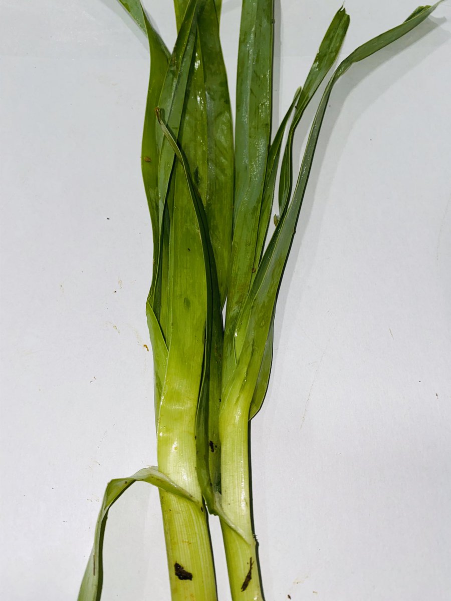 wellocksfood's tweet photo. Fresh in! British foraged sea leeks, sea beet and pennyworts have all just arrived. As well as three cornered garlic. #Wellocks https://t.co/CQi19hvP6d