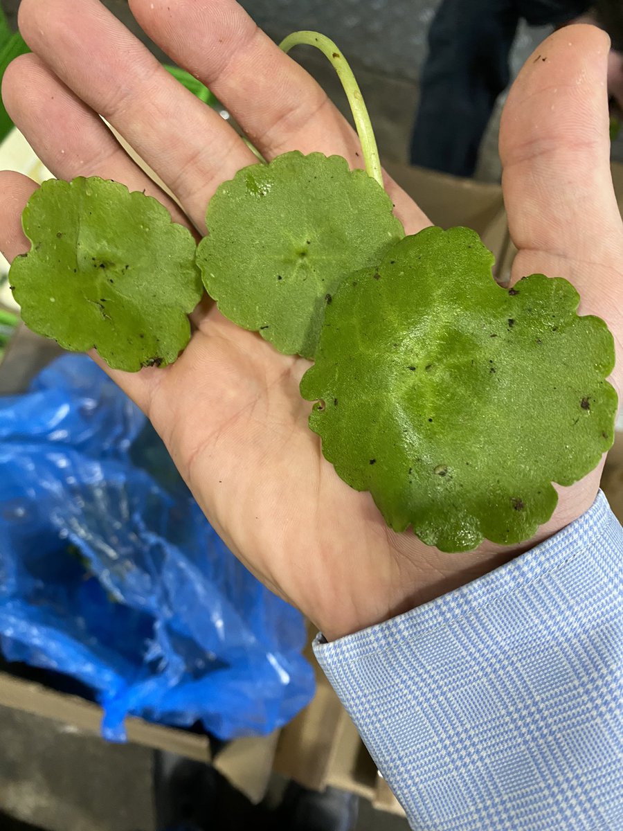wellocksfood's tweet photo. Fresh in! British foraged sea leeks, sea beet and pennyworts have all just arrived. As well as three cornered garlic. #Wellocks https://t.co/CQi19hvP6d