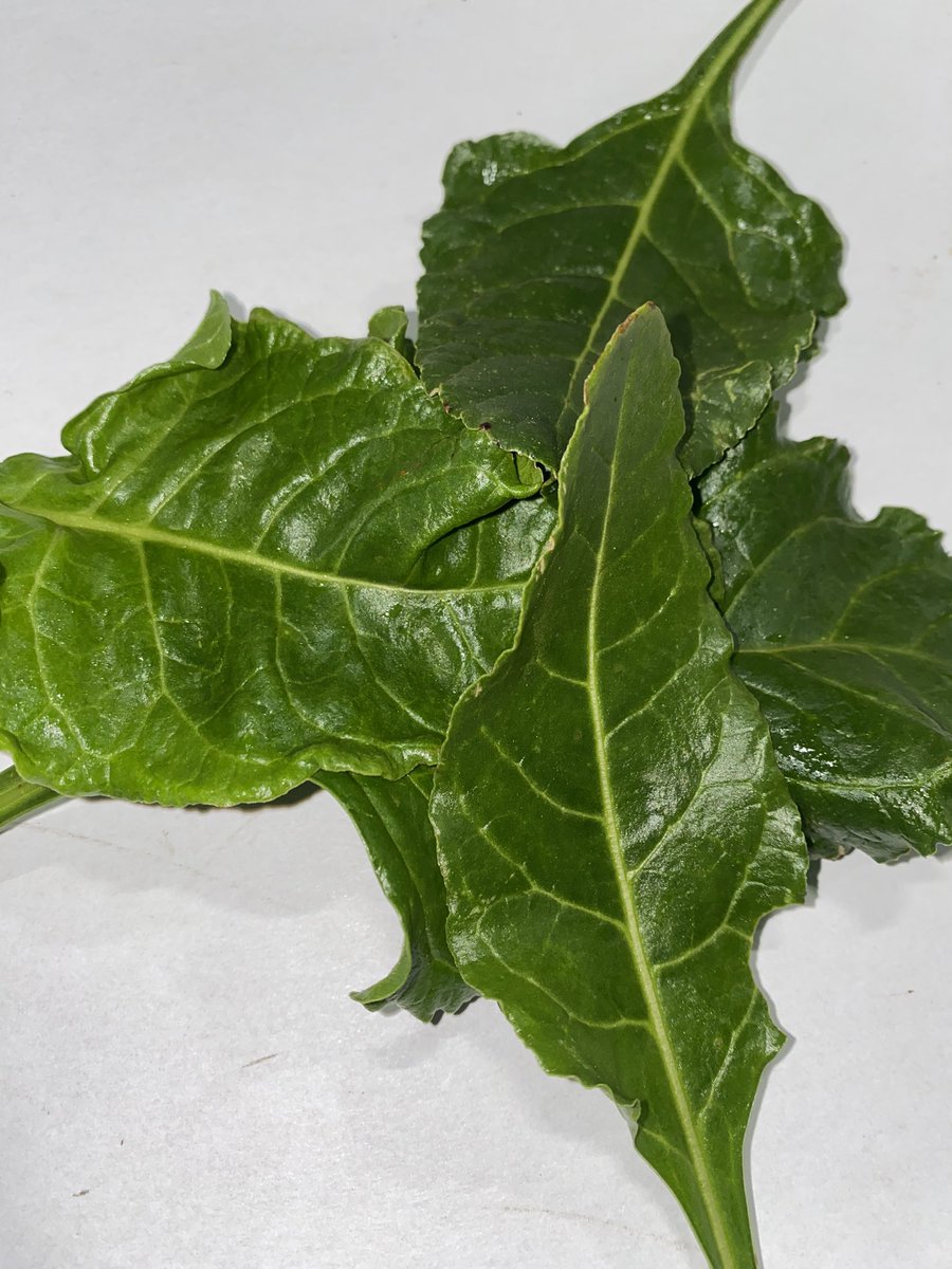 wellocksfood's tweet photo. Fresh in! British foraged sea leeks, sea beet and pennyworts have all just arrived. As well as three cornered garlic. #Wellocks https://t.co/CQi19hvP6d