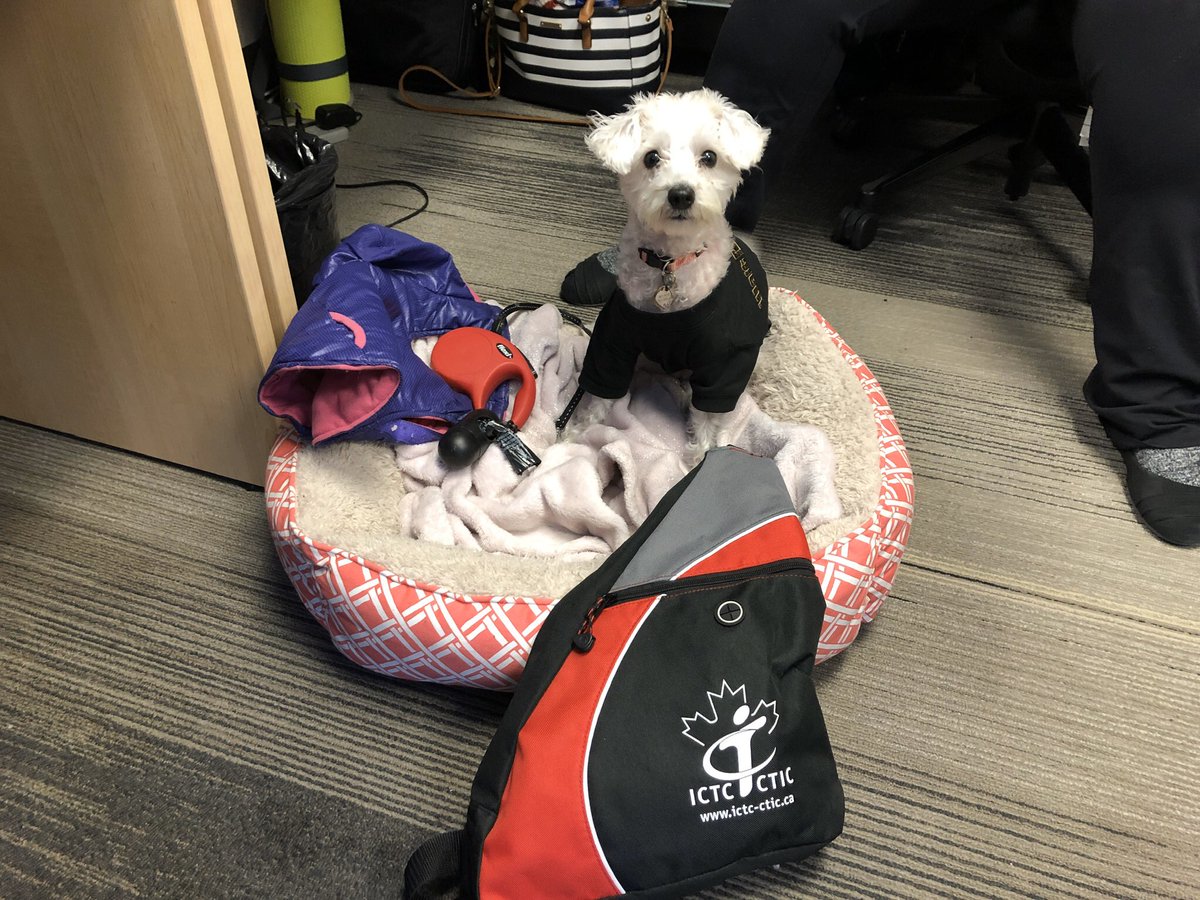 Lovely Friday surprise in the office @ICTC_CTIC ! Minnie has come to supervise and spread some puppy love #officedogs #bringyourpettowork #puppies #dogs