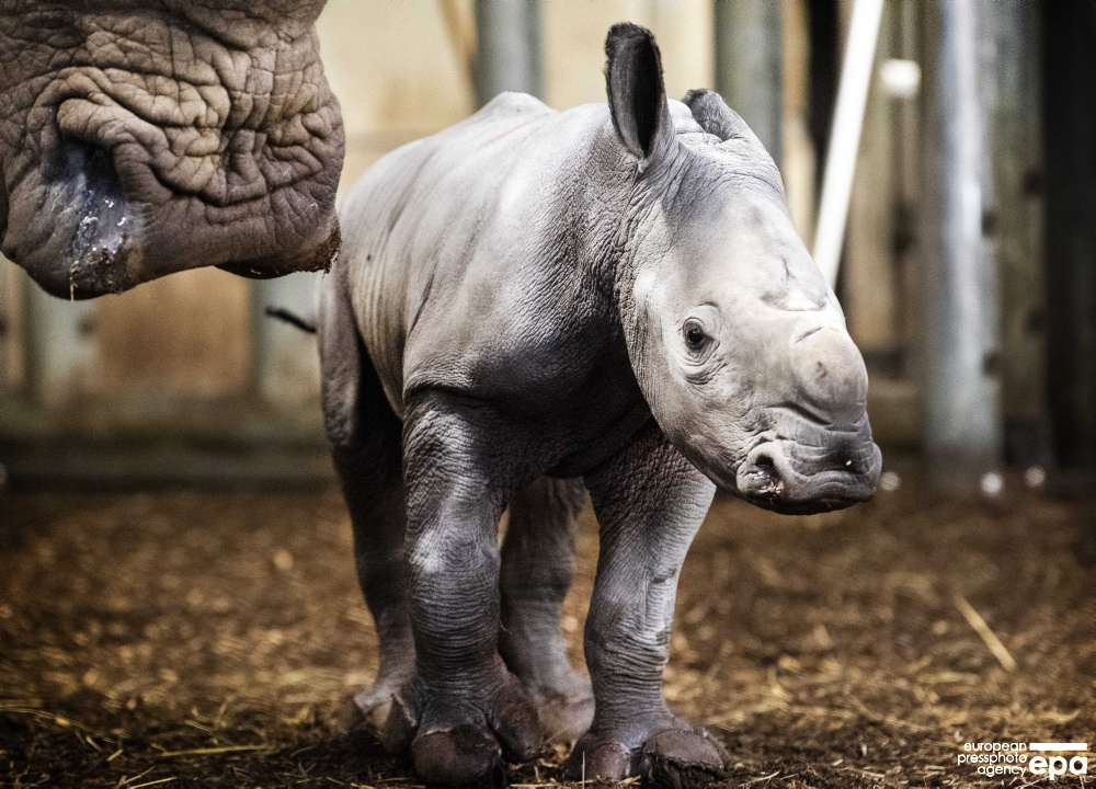 EPA_Images's tweet photo. A newborn rhino with his mother in the Burgers Zoo stable in Arnhem, the Netherlands. It is the eleventh broad-lip rhino from the breeding program of the Arnhem Zoo. 📷 epa-efe / anp / Piroschka Van de Wouw
#rhyno #babyrhyno #Arnhen #Netherlands #epaphotos #photojournalism https://t.co/wNZFbrRQMW