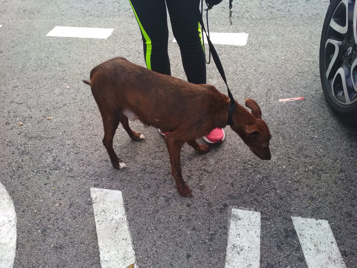 amigosdebingo's tweet photo. Íbamos X un cachorro porq tenía acogida pero el peque tenía un hermano y una madre... Y después llegó otro chorreando y q hacemos?? 
Necesitamos pienso d cachorros y parvulyte x prevenir, ¿nos ayudáis por favor? 
https://t.co/w1dDWp4CD8 https://t.co/1qaQXzS59S