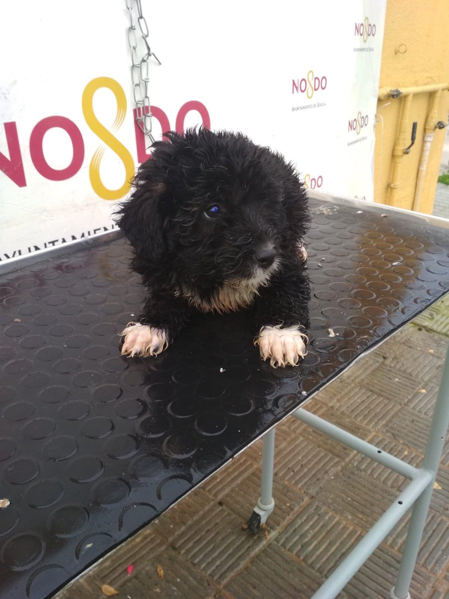 amigosdebingo's tweet photo. Íbamos X un cachorro porq tenía acogida pero el peque tenía un hermano y una madre... Y después llegó otro chorreando y q hacemos?? 
Necesitamos pienso d cachorros y parvulyte x prevenir, ¿nos ayudáis por favor? 
https://t.co/w1dDWp4CD8 https://t.co/1qaQXzS59S