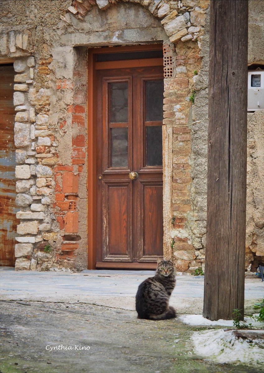 cynthiakino's tweet photo. ギリシャ キオス島(2019年)
キオス島のイケメン
#ネコ #猫 #ギリシャ #キオス島 #cat #world_cat #greece #chios https://t.co/eNESm6iOyC