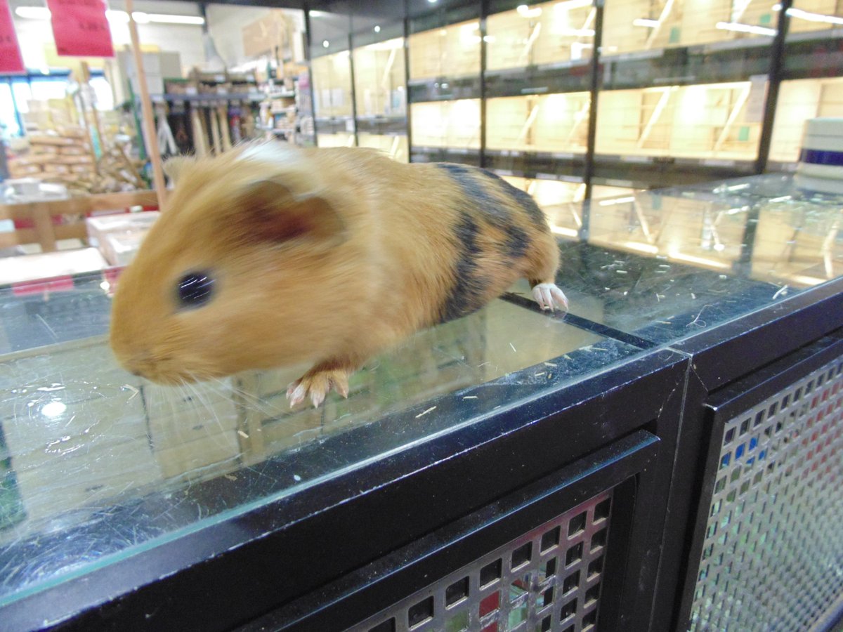 ANIMOTOPIA's tweet photo. Cochons d'Inde - élevage Français #cochondinde #rongeur #poilras #animal #animallovers #amidesanimaux #loverongeur #animotopia #animalerie #plouigneau #morlaix #Finistère #Bretagne #Breizh https://t.co/vH90Y3Rz2W