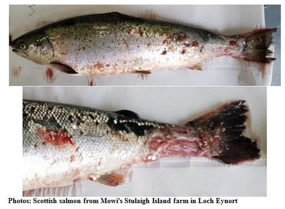 TheGAAIA's tweet photo. "Leave Our Farms Alone" Demand @MowiScotlandLtd Here's What They're Hiding &amp; Why Mowi Want the Public to Keep Away! https://t.co/alqQbTYax4 @H_S_E @ScottishEPA @APHAgovuk @marinescotland @nature_scot @MCA_media @FergusEwingMSP @strathearnrose @GreenerScotland @scotgp @SSPOsays https://t.co/2wgbgHvgh6