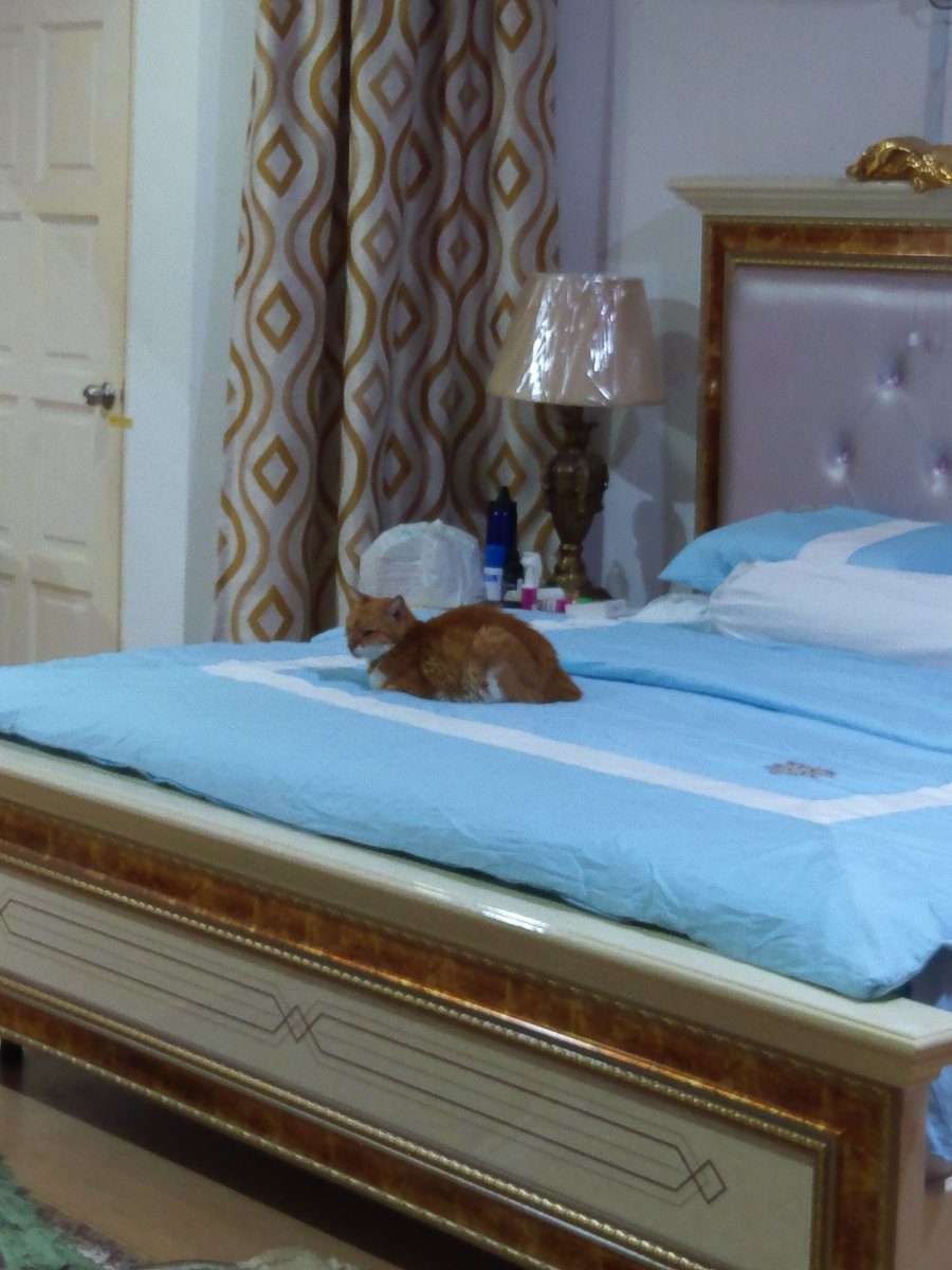 IamMoon7's tweet photo. Just want to share with you guys...I lost my cat of 14 years today afternoon. Rest in peace, Pito and may we meet again in heaven. Amen. #FirstCat #14YearsOfLove 
(This photo was taken two weeks before he died, 4 days before he was diagnosed with early kidney problem 💔❤) https://t.co/i1jFm9HEpI