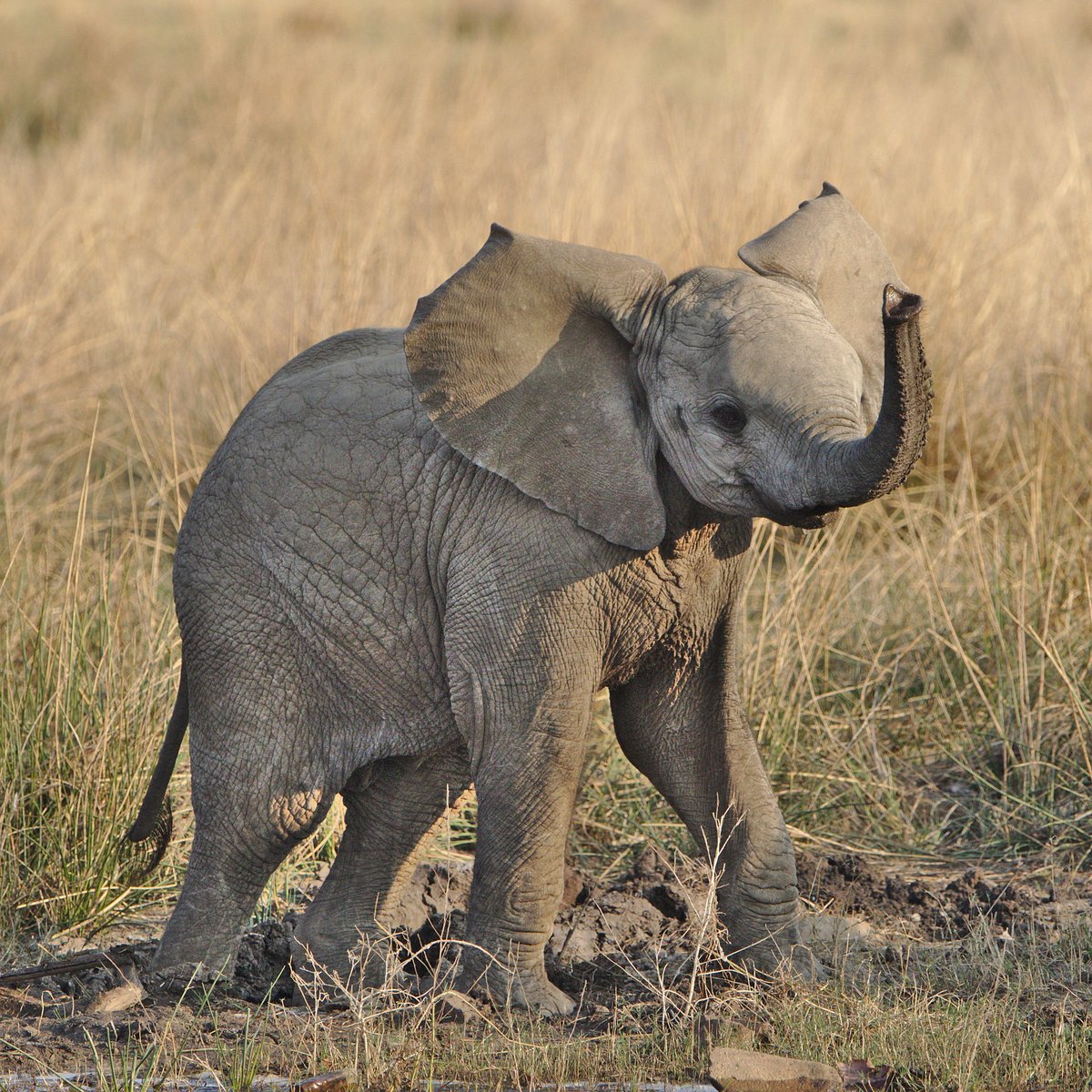 mojo_fun's tweet photo. Baby elephants cant use their trunks effectively until they are at least 6 months old. Until then they just swing them to and fro and sometimes even trip over them. They also suck their trunk for comfort just as a baby might suck its thumb. Image courtesy of Derek Keats on Flickr https://t.co/ohfUGinIFA
