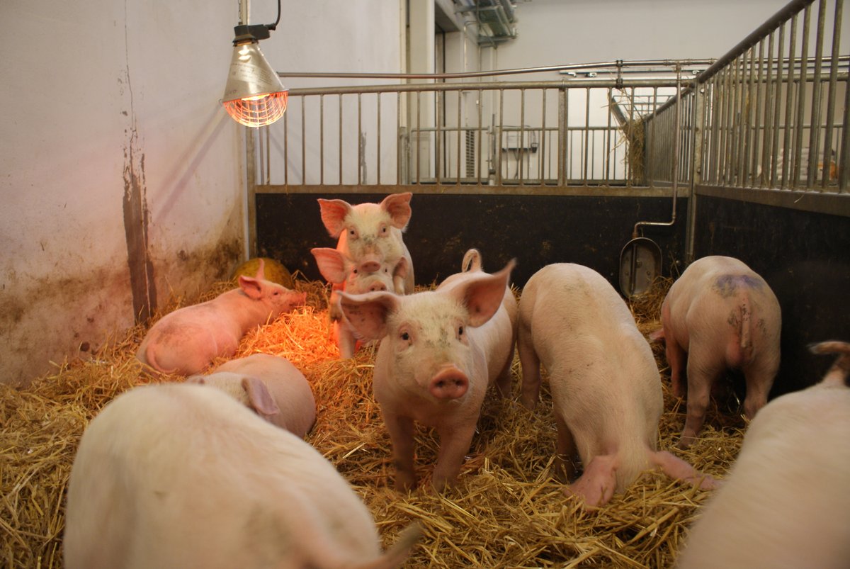 Today a high-level conference takes place in Berlin on ASF, which caused death to millions of pigs with severe welfare and economic problems. FVE and EAPHM urges to continue &amp; increase our efforts. No one can fight this complex disease on its own.  fve.org/veterinarians-…
