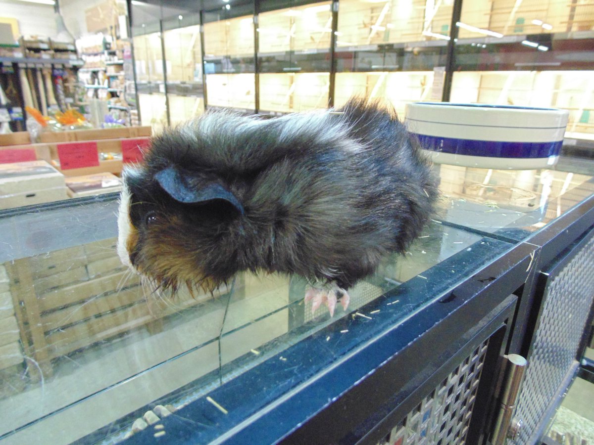 ANIMOTOPIA's tweet photo. Cochons d'Inde - élevage Français #cochondinde #rongeur #rosette #animal #animallovers #amidesanimaux #loverongeur #animotopia #animalerie #plouigneau #morlaix #Finistère #Bretagne #Breizh https://t.co/O9omNctS0C