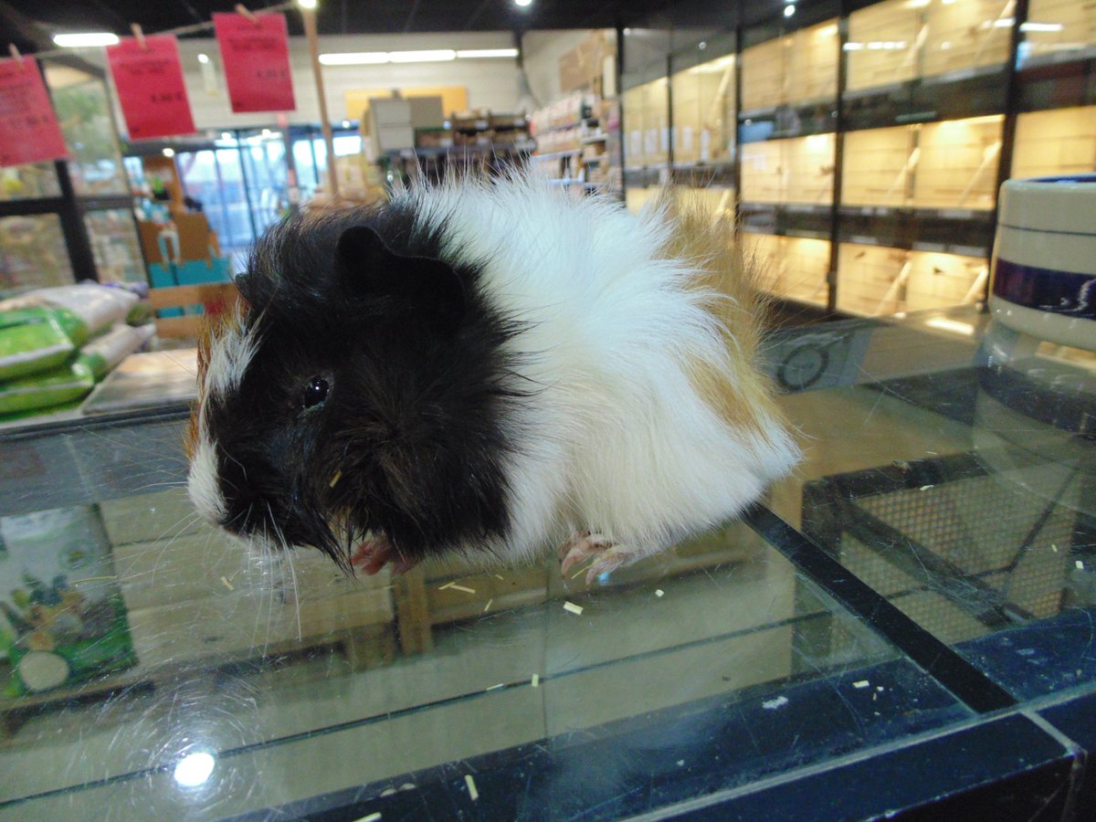 ANIMOTOPIA's tweet photo. Cochons d'Inde - élevage Français #cochondinde #rongeur #rosette #animal #animallovers #amidesanimaux #loverongeur #animotopia #animalerie #plouigneau #morlaix #Finistère #Bretagne #Breizh https://t.co/O9omNctS0C