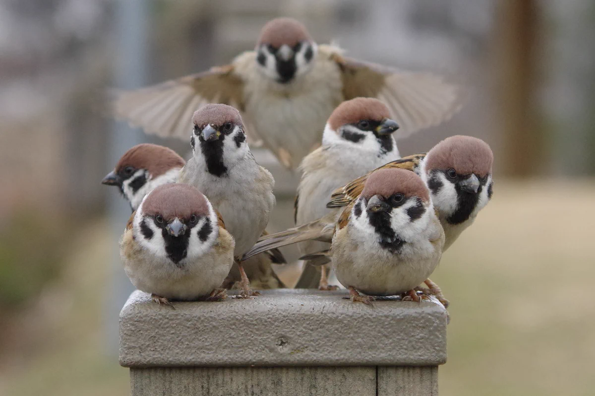 【スズメレンジャー】映画のポスターになりそうな構図が話題に