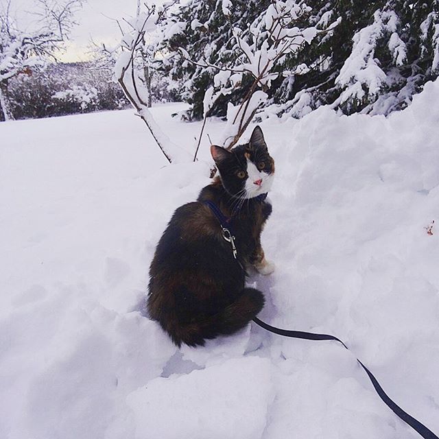 my_waggles's tweet photo. This gorgeous fellow is loving walks in the snow! | Do your fur-babies enjoy the snow? ❄️ https://t.co/BnOcJXjCJl