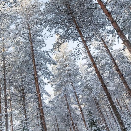 YaraSuomi's tweet photo. Oletko myyntityöstä syttyvä #metsäala'n ammattilainen?🌲Vai innostaako sinua digitaalinen #markkinointi? 🖱 Haemme nyt joukkoomme #metsä'lannoitteiden myynnistä vastaavaa myyntipäällikköä: https://t.co/39xgLdnuLV sekä marketing specialistia: https://t.co/ZE32qe8oGa! #rekry https://t.co/PaUcOpWeKp