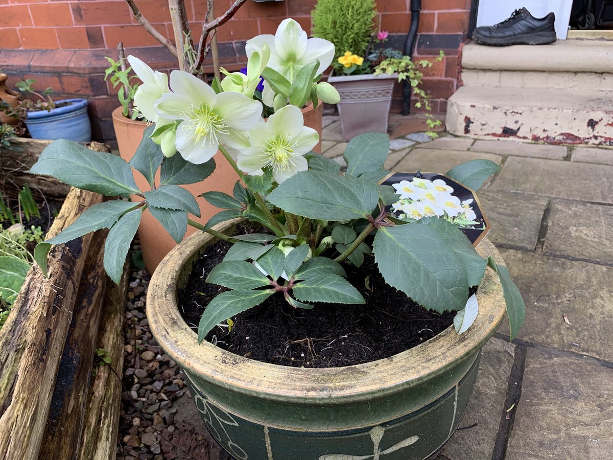 LRFletcher43's tweet photo. Hellebore “Ice Breaker” from ⁦@BudGardenCentre⁩ in full flower since Christmas 👏. https://t.co/USt2BYN5QZ