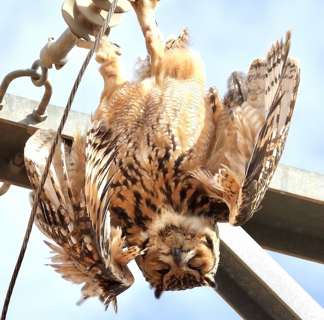 MoroccanBirds's tweet photo. #BirdElectrocution in Morocco: this Pharaoh Eagle Owl photographed 3 days ago in the region of Marrakech.
Pic by Gary Douglas, more here: https://t.co/KkzqaJhar0 https://t.co/Fn9whITJ0Y