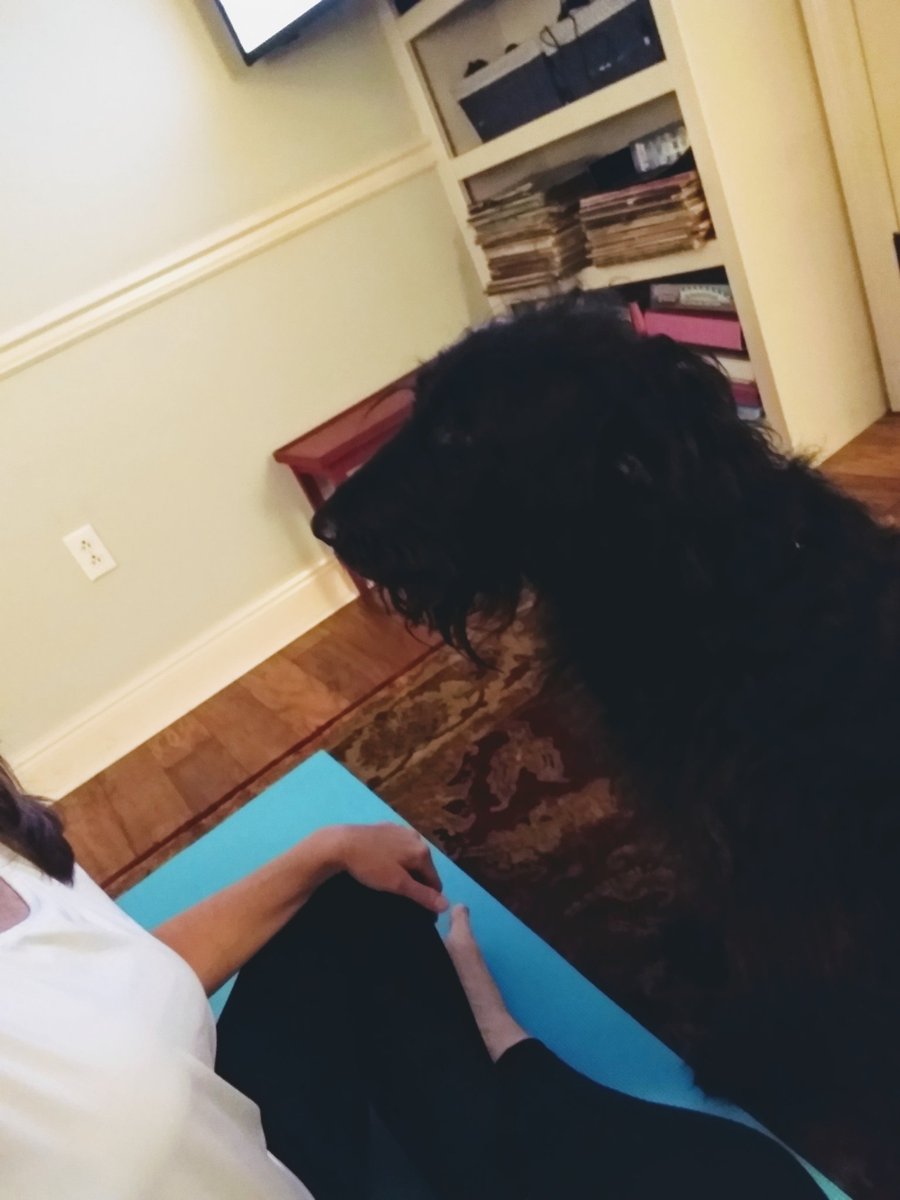 jhralph's tweet photo. Thank you @yogawithadriene.... It's what gets me through the day. Cam loves it too. #camthelabradoodle #downdog https://t.co/FlGks6J1KU
