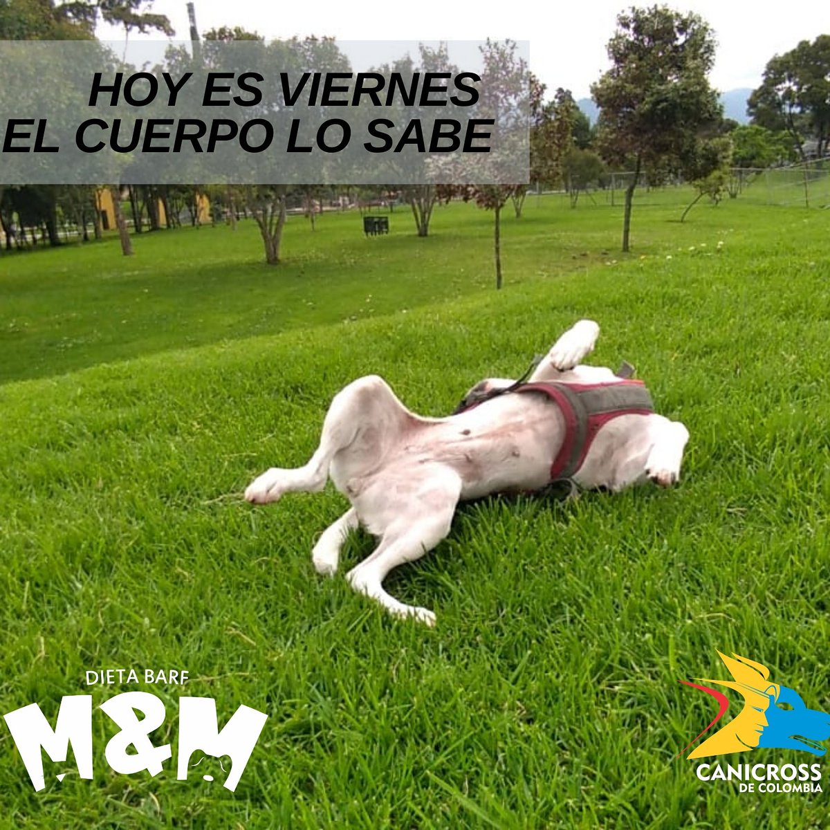 CanicrossDeCol's tweet photo. Hoy es viernes y el cuerpo lo sabe... Prepárate para este fin de semana. https://t.co/BuyR9mgqaU