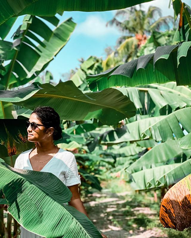 eyeschipha's tweet photo. Happy weekend! .
.
.
.
.
#maldives #islands #islandsofadventure #girl #reethiraajje #jungle #dji #bananaart #junglephotography #maldivesislands #tropicalvibes #ipeelgood #maldivestrip #junglelife #jungleadventures #sunnysideoflife #sunnysideofmaldives #β¦ https://t.co/30C7UZSSiB https://t.co/VWhlKXauGl