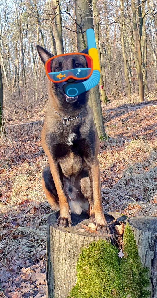 SteffenEs2's tweet photo. Jahreseinsatzüberprüfung ✅ und damit verabschieden wir uns in den Urlaub!!! 👋✌🏻🐕😉 https://t.co/PW3nrYgyjN