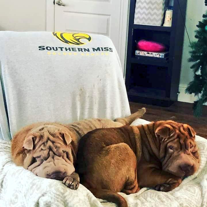 AbbyRoads23's tweet image. These boogers. 😍#ItsASharKnockLife #Sharpeis