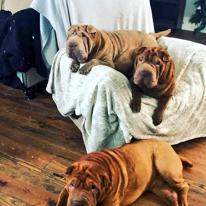 AbbyRoads23's tweet image. These boogers. 😍#ItsASharKnockLife #Sharpeis