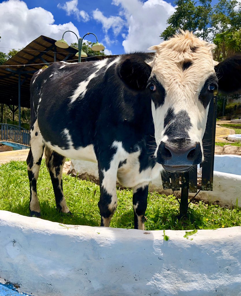 Hoy tenemos nuestra exposición de animalitos. 😍🙌🏼 Estamos muy emocionados. 😁
Acompáñennos desde las 3:00 pm.🤩
Además vamos a tener música llanera en vivo. Todo va a estar bien chevere. 🍺☀️