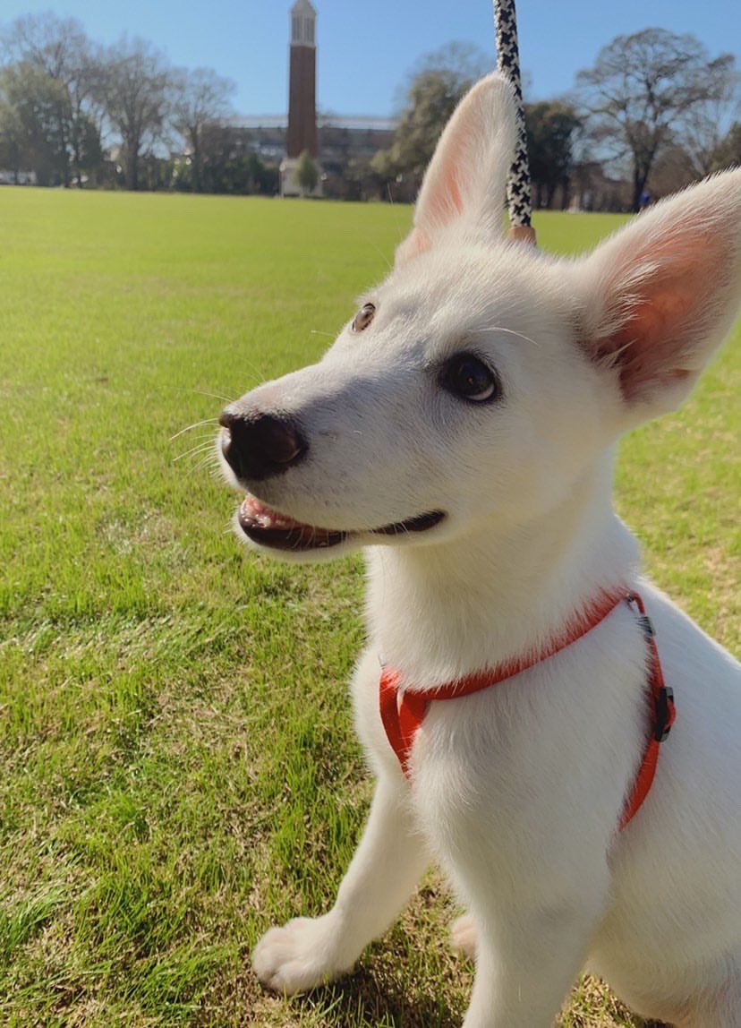 BarstoolAlabama's tweet photo. GoodBoy Friday 😁 https://t.co/7xvWOk7A0w