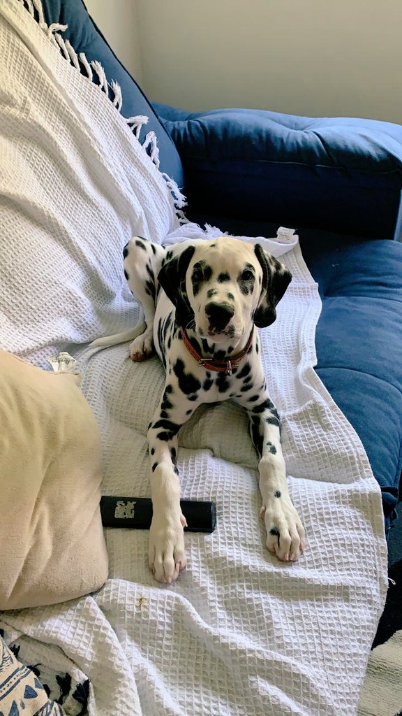 bucheecha's tweet photo. @bruninhuinhu já conhece o Bruno? https://t.co/Pv7qHnS9CY