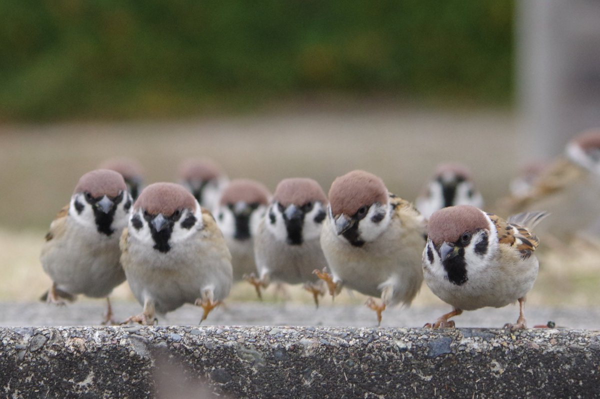 スズメ大運動会
飛んだら反則です
#雀 #スズメ #すずめ #sparrow #鳥 #小鳥 #野鳥 #bird https://t.co/RlAQUAwPbf