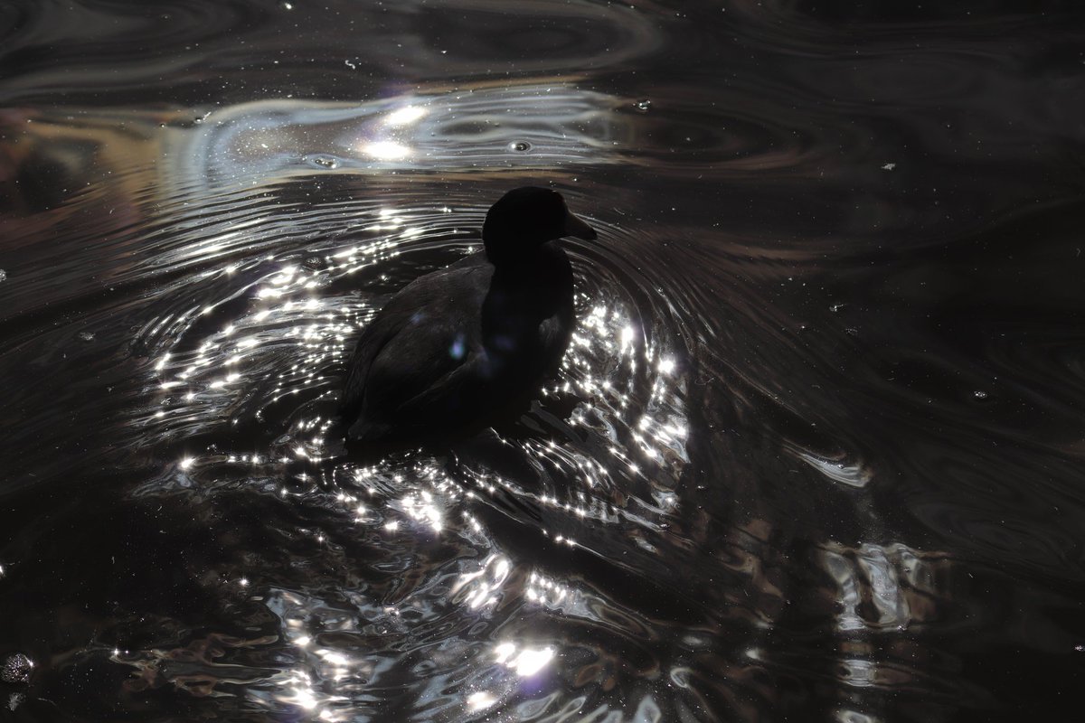 dbstar25's tweet photo. A Coot from the #SanDiegoZooSafariPark on this #freeloaderfriday 🦆😊 https://t.co/S7e8C120AL