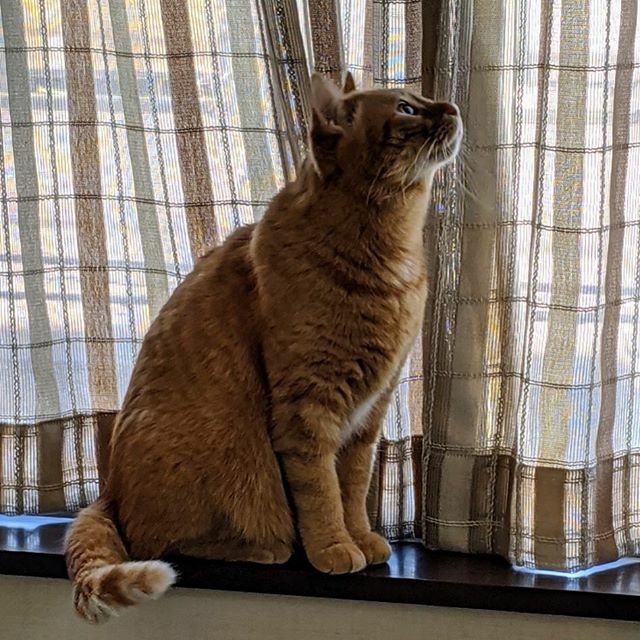 katlycka's tweet photo. 何かいる
#リュカ 
#茶トラ男子部 #猫好きさんと繋がりたい #orangetabby #gingercat https://t.co/Nx3EKfpjdo https://t.co/Q3NEkTAmaq