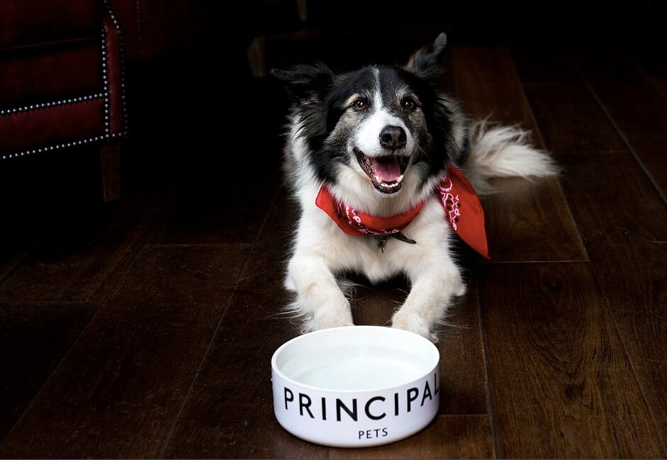 ChapterHouseYRK's tweet image. Don’t want to leave your best friend at home?

We’re 100% dog friendly 

@DogFuriendly #DogFriendly