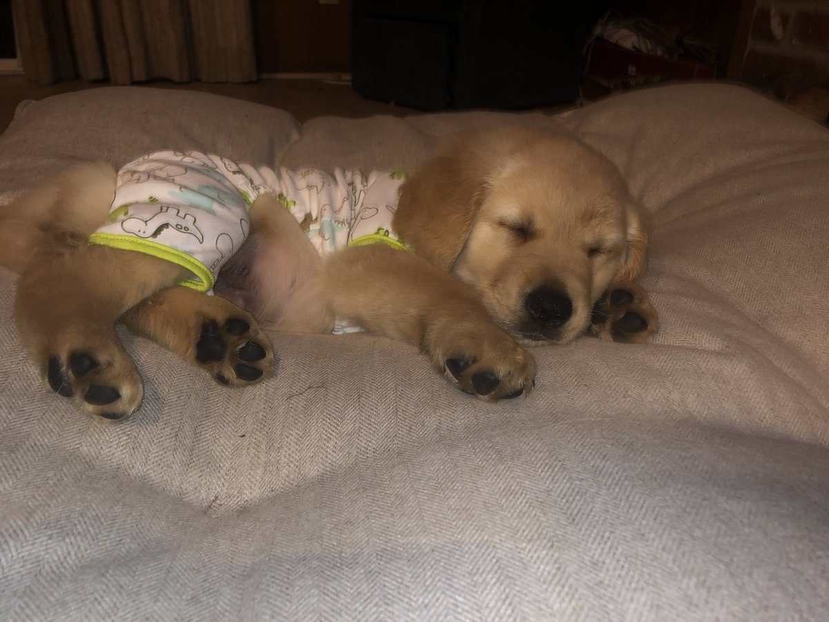 daceyanne_'s tweet photo. this is my son Quinn.. if you wanna keep up with cute golden retriever pics he’s @quinnthegolden_ on insta (: he’s also named after my fav @QuinnXCII https://t.co/o2VebznqD4