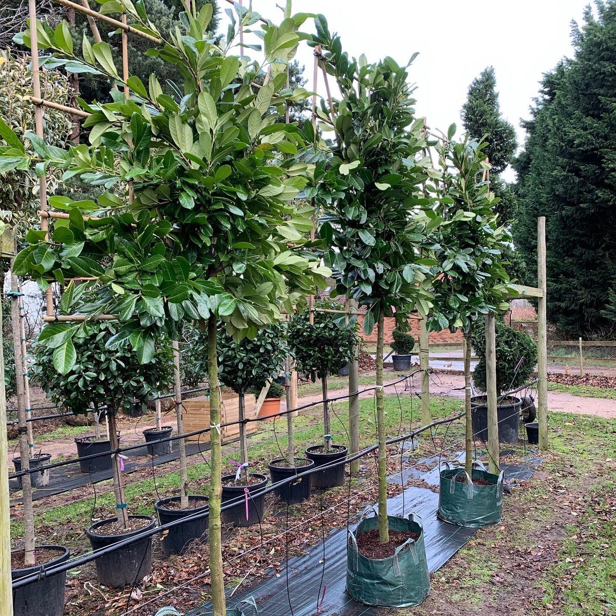 GreenMileTrees's tweet photo. Our very own #northnotts #ukgrown #pleached #laurel #trees straight from the field! 

**150cm clear stem for those looking for something shorter than the typical 180cm. Frame size 150x150cm**

#prunuslaurocerasus #screening #evergreen https://t.co/vX5SraV9LJ