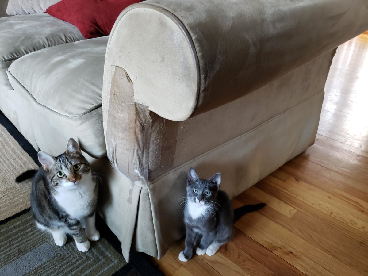MeowMoeDotCom's tweet photo. #Sylvester (Right, #2mo) and #Salsa (#Left, #11mo) just #Sitting on the #Ground near #Eachother.
 
#Cats #Cat #Kittens #Kitten #Kitty #Pets #Pet #Meow #Moe #CuteCats #CuteCat #CuteKittens #CuteKitten #MeowMoe

https://t.co/hxVf1qqCOs
 
. https://t.co/u5y1v2zShX