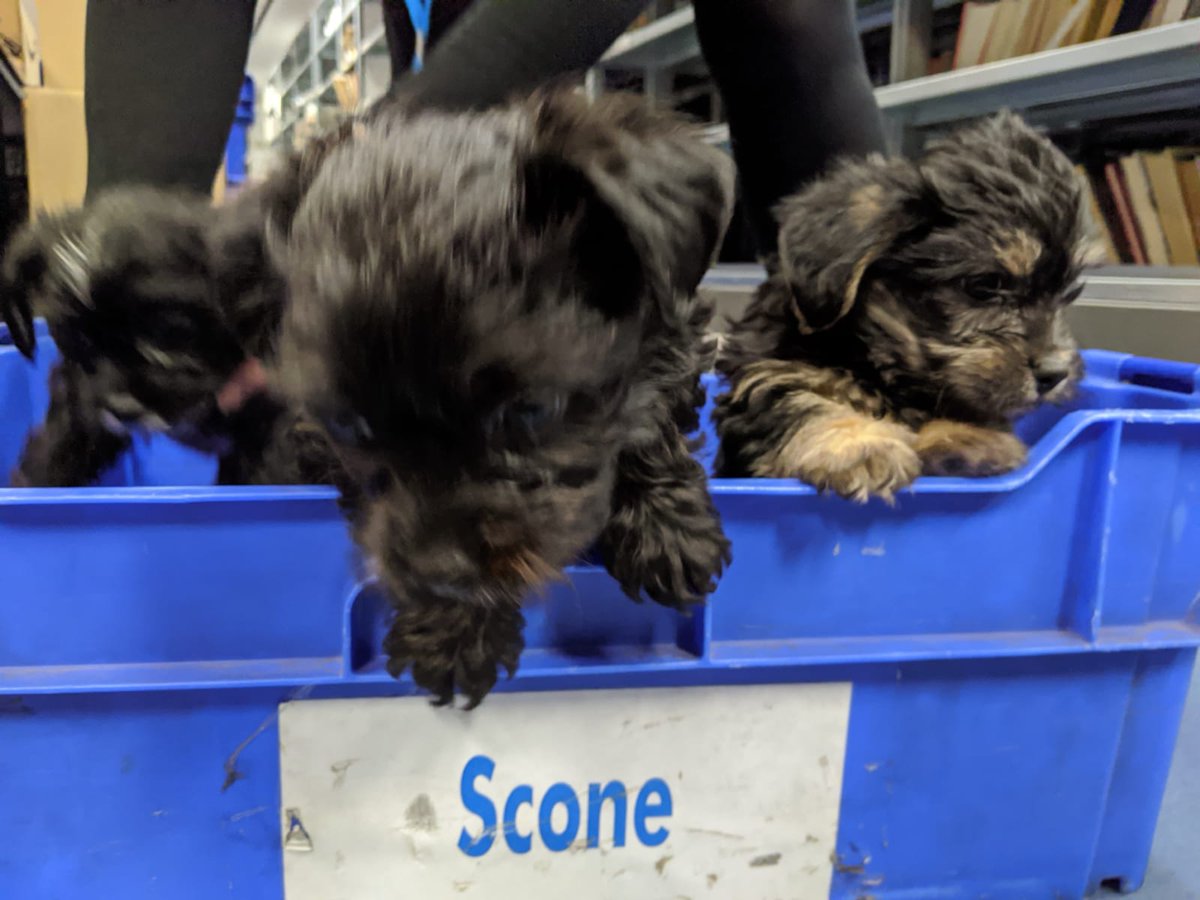CPKLibraries's tweet photo. On #DogFriendlyFriday, we had some special visitors to the #AKBellLibrary today, although they were not so keen on the transport arrangements to #SconeLibrary. https://t.co/YUOZFKreDR